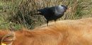 Fotos_Amrum