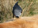Fotos_Amrum