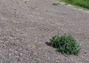 Fotos_Amrum