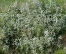 Fotos_Amrum