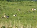 Fotos_Amrum