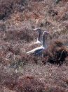 zwei Graugänse in einem feuchten Dünental