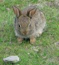 Kaninchen am Wegesrand