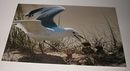 Ansichtskarte Sturmmöwe mit Jungen - Foto von Georg Quedens