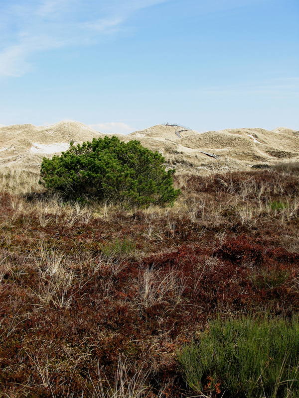 Blick zur Aussichtsdüne bei Norddorf