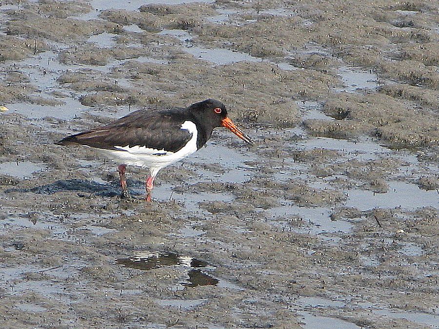 Austernfischer im AMRUM-Watt