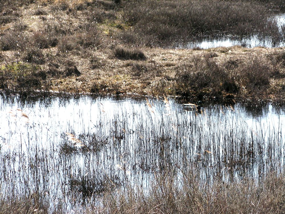 Tümpel im feuchten Dünental