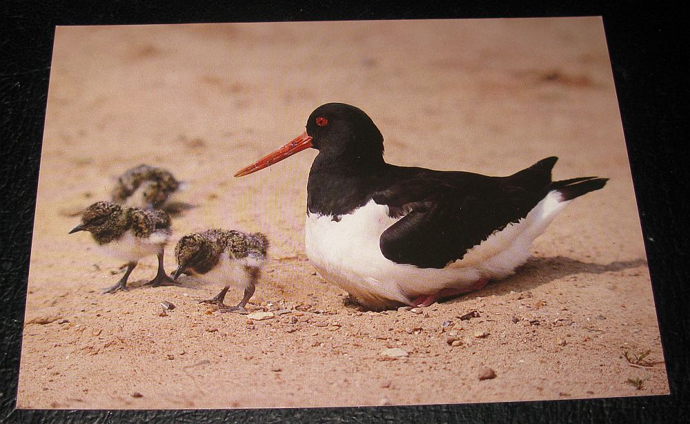AUSTERNFISCHER MIT jUNGEN - Foto von Georg Quedens