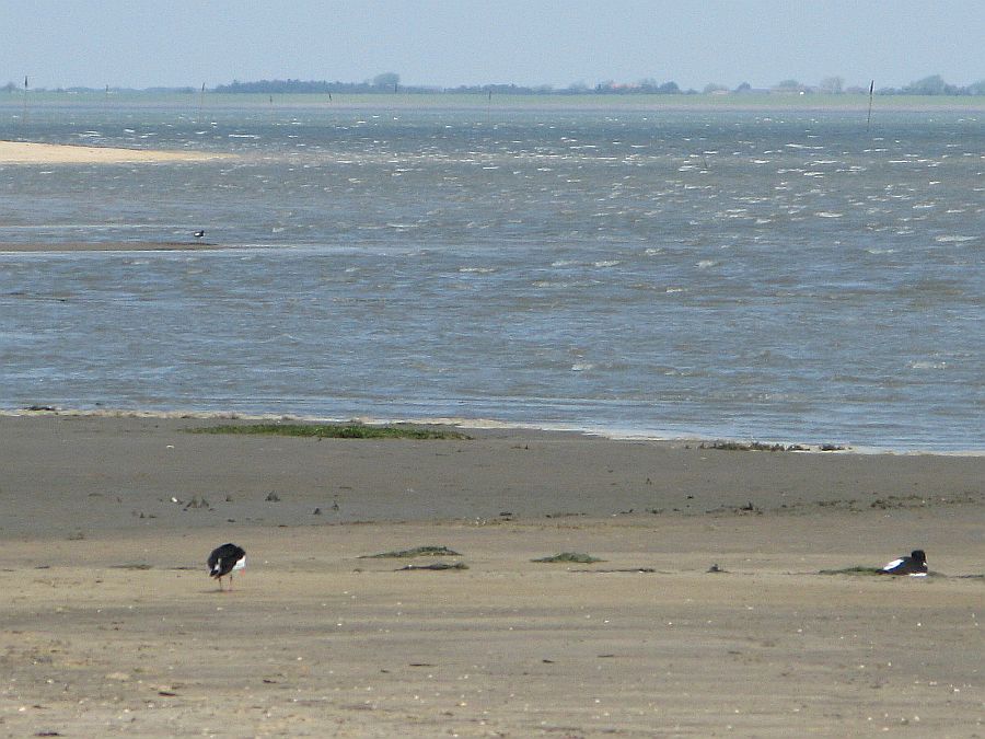 Austernfischer am Odde-Wattenmeerufer (4)