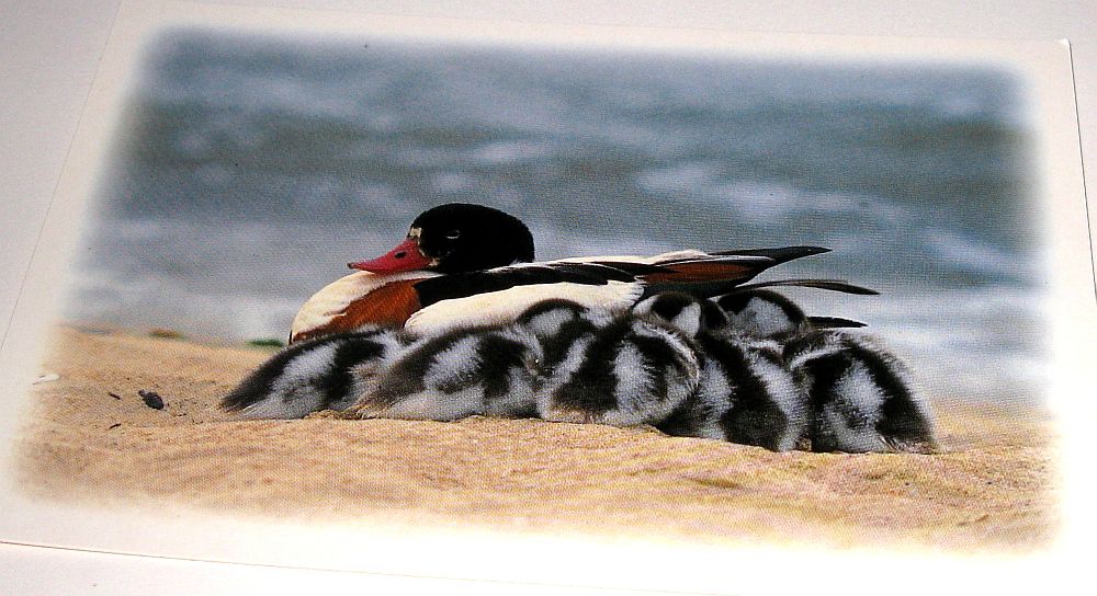 Ansichtskarte Nordseeinsel AMRUM Brandgansmutter mit Jungen   Baragan mä jöönkin - Foto von Georg Quedens