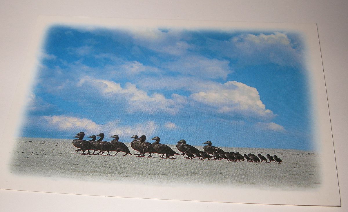 Ansichtskarte Nordseeinsel AMRUM Eiderenten führen ihre Jungen ins Watt  Eiderges feer hör jöönkin tu a waas - Foto von Georg Quedens