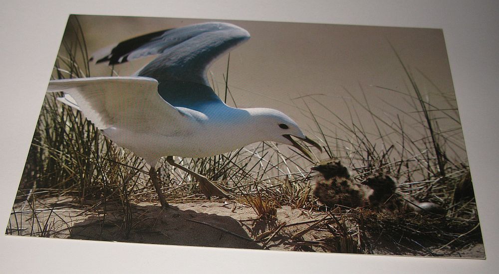 Ansichtskarte Sturmmöwe mit Jungen - Foto von Georg Quedens