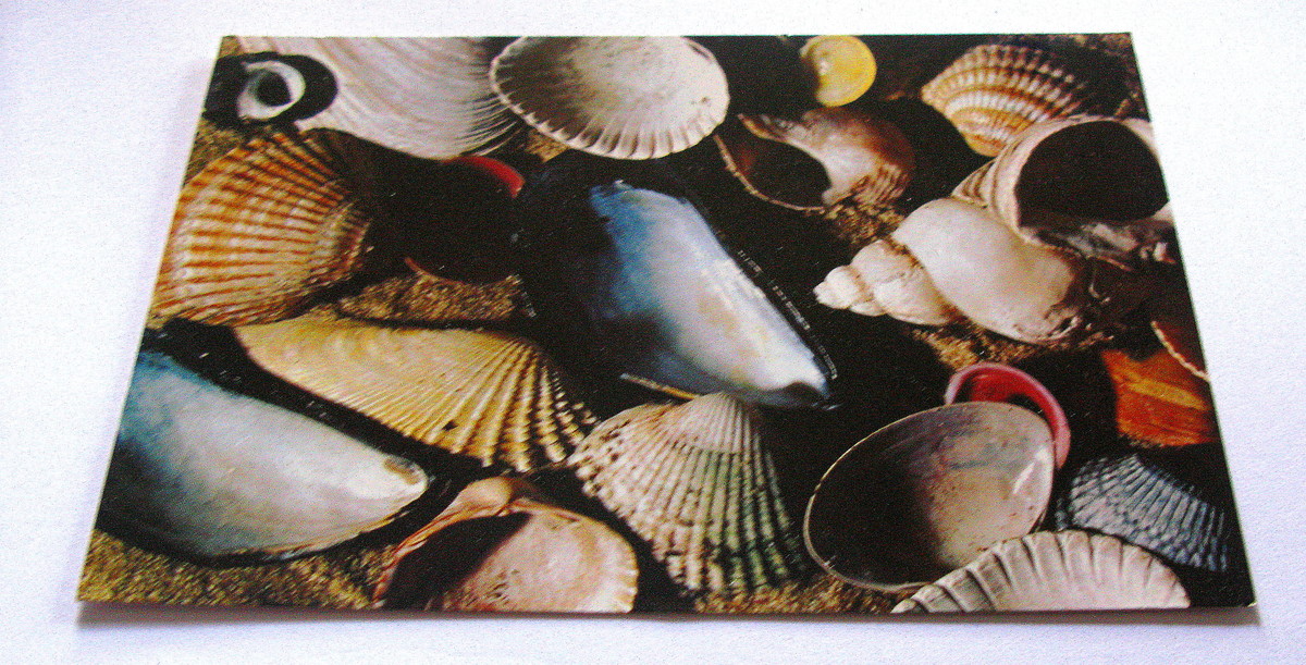 Ansichtskarte MUSCHELN - Foto von Georg Quedens