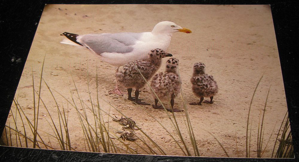Ansichtskarte Sibermöwe mit Jungen - Foto von Georg Quedens