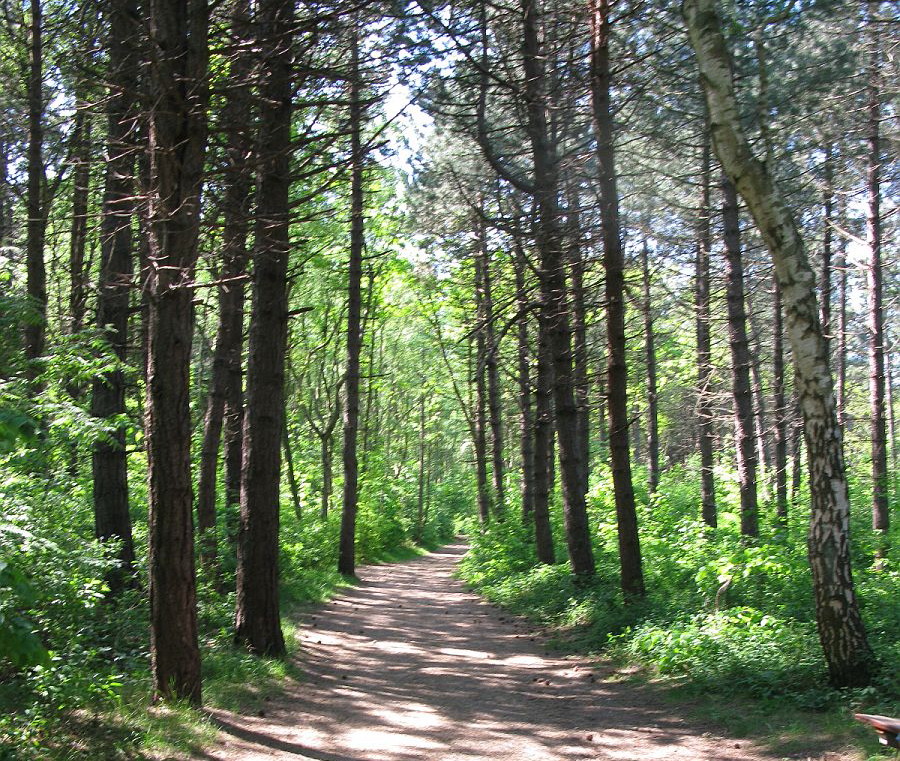 Weg durch den Inselwald zur Vogelkoje
