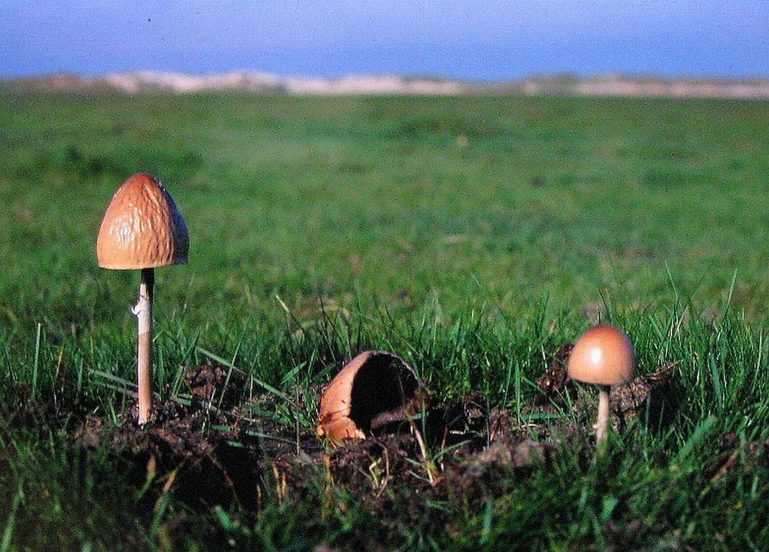 Ring- Düngerling in der Norddorfer Marsch (3)