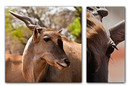 eland