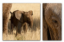 elefant