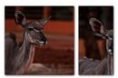 kudu