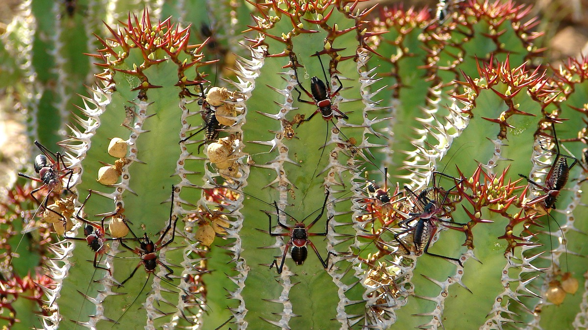 Das Reich der Spinnen