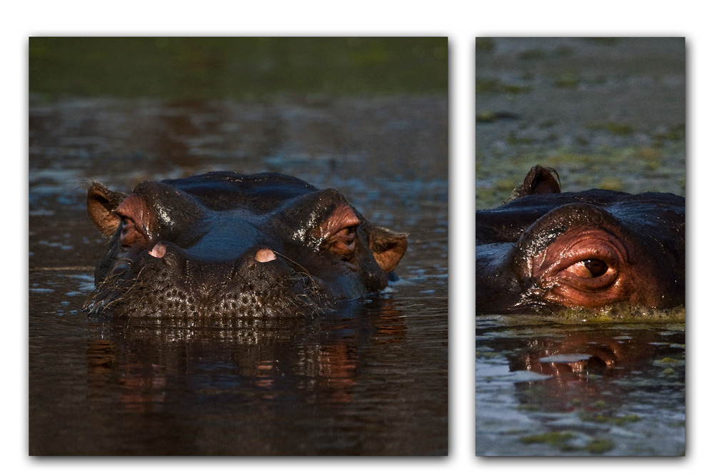 hippo