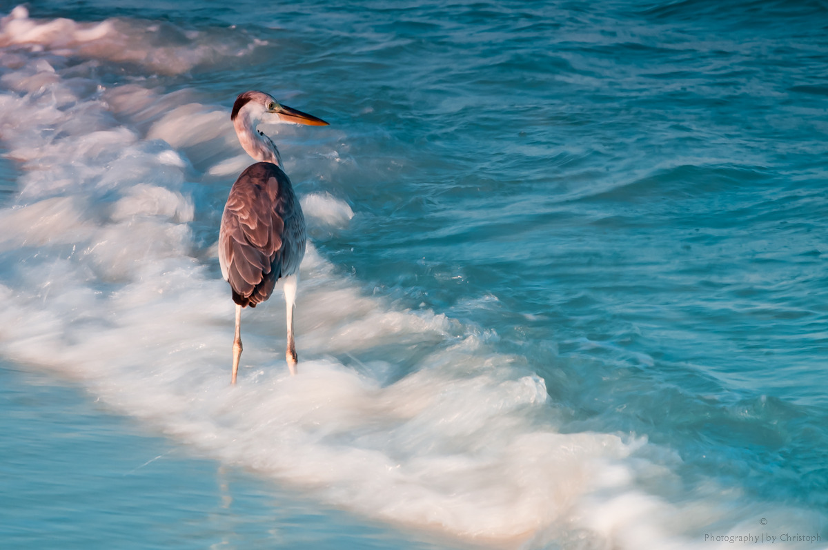 Mein indischer Ozean