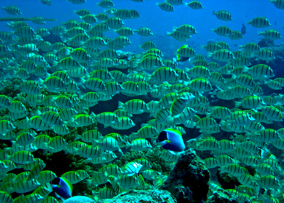 Tauchen ist wunderschön....