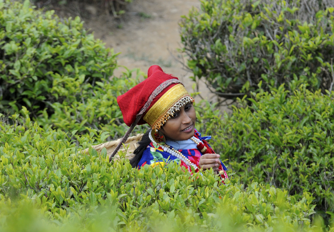 Teesammlerin in Darjeeling