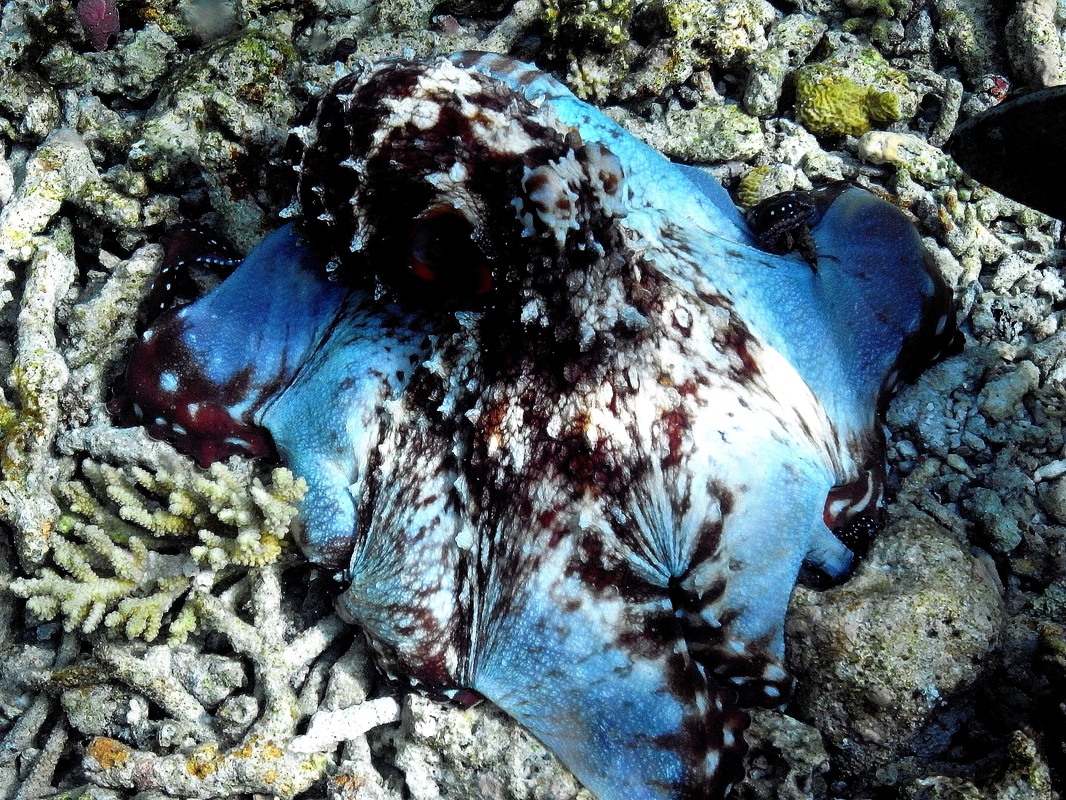 Tintenfisch gefällig......