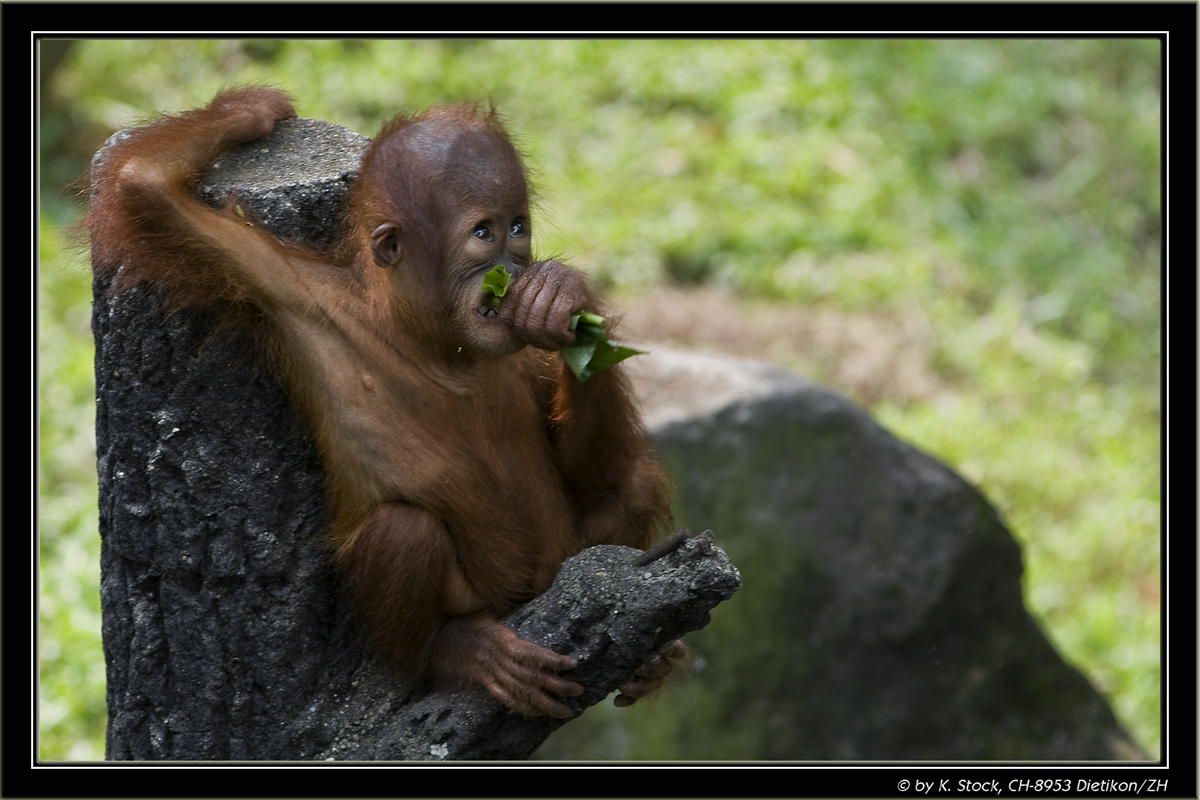Wieder keine Bananen :-(