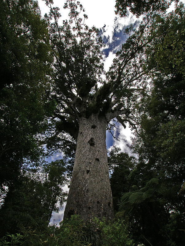 „Tāne Mahuta“