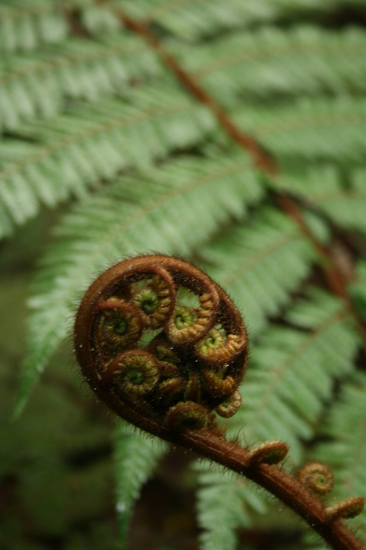 New Zealand Farn