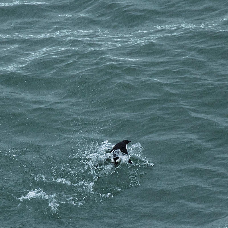 nordsee schiffreise 26