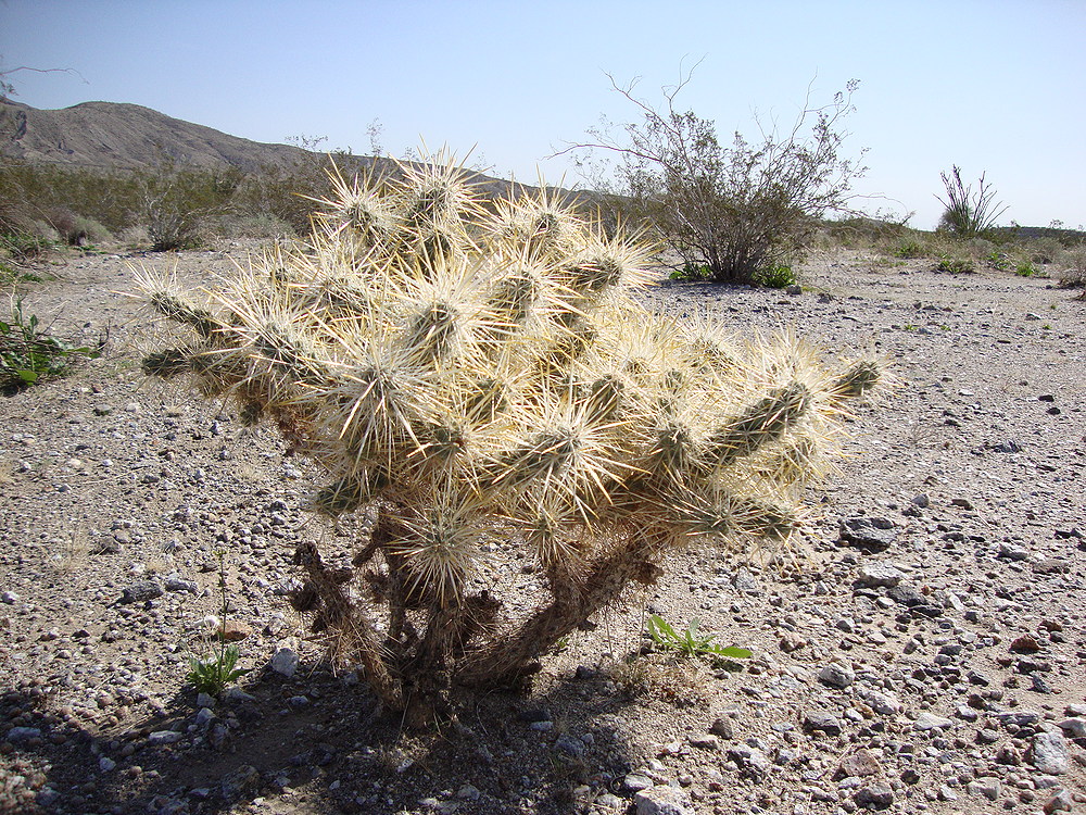 anza borrego desert state park