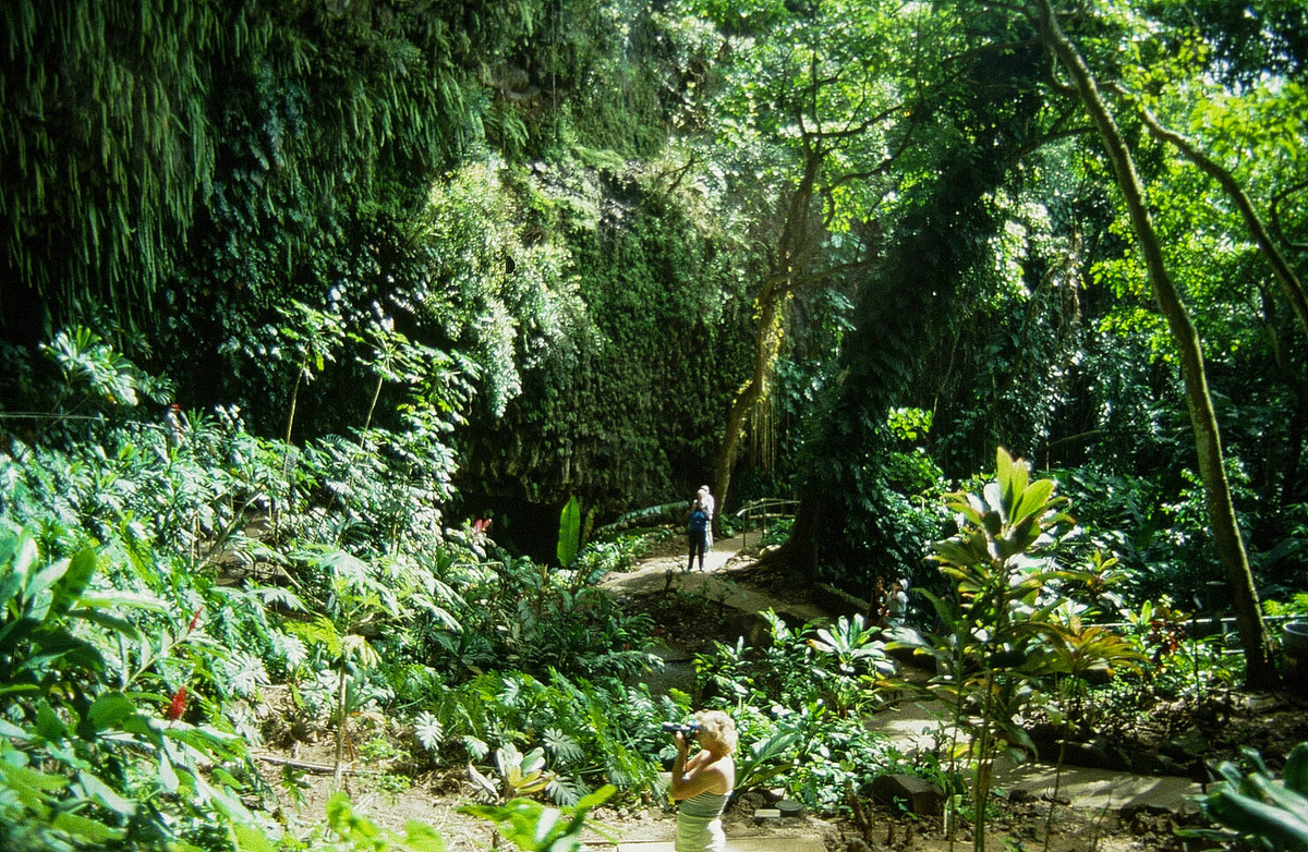 IM URWALD KAUAI`S - HAWAII