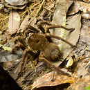 Fotos_Brazil