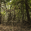 Fotos_Brazil