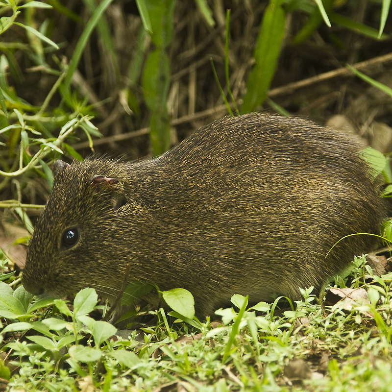 meerschweinchen