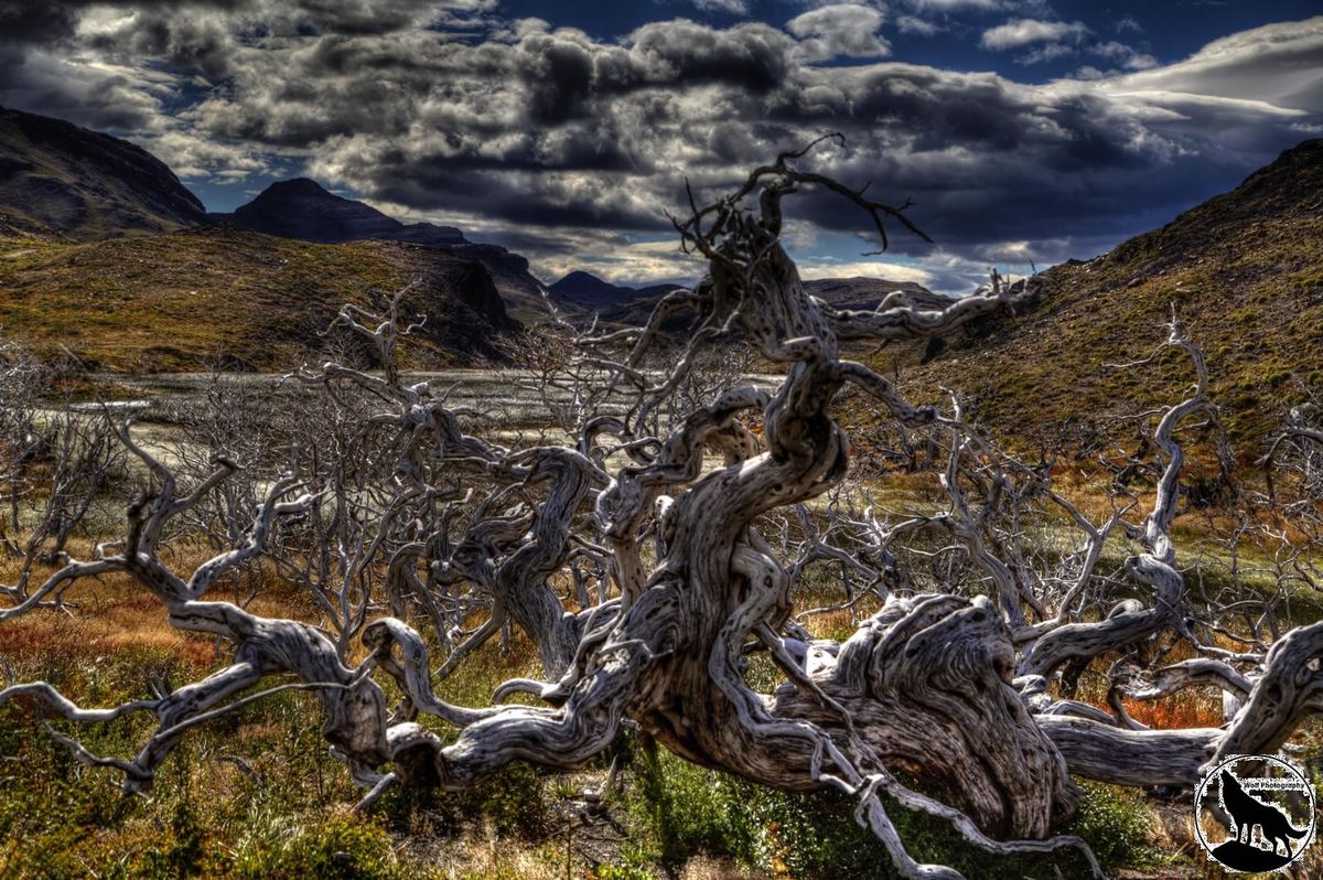 Torres del Paine Totholz