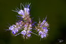 Filigranes