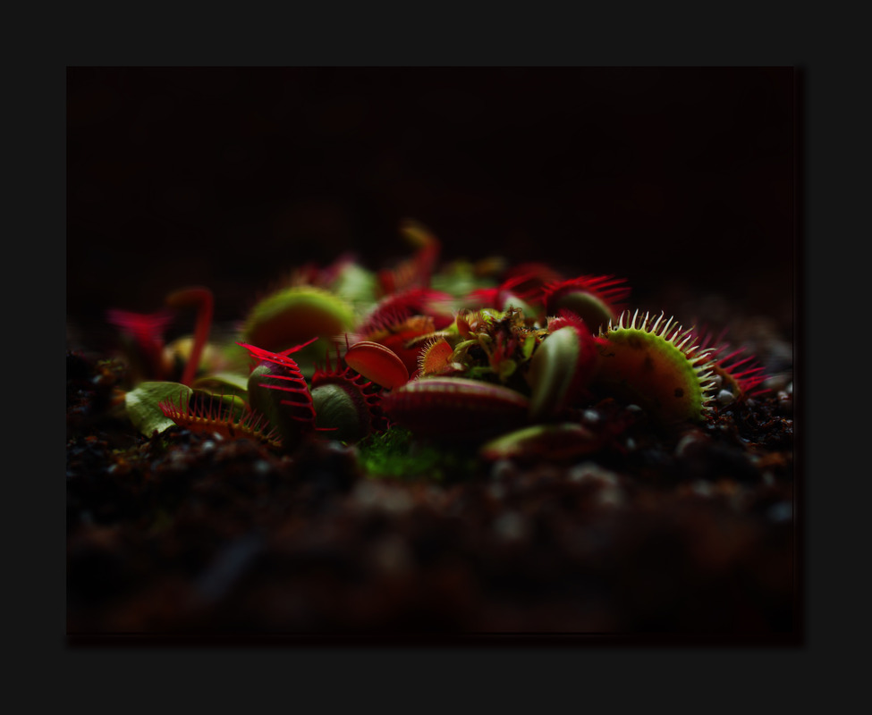 sie lauert im dunkel...