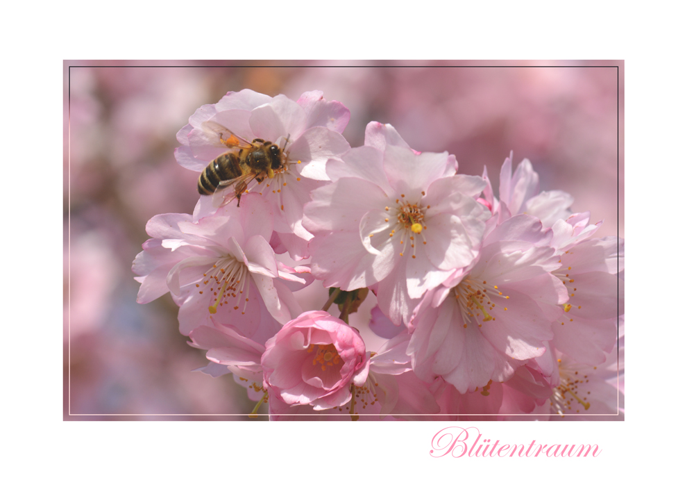 Blütentraum mit Gast