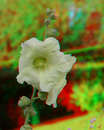 Stockrose