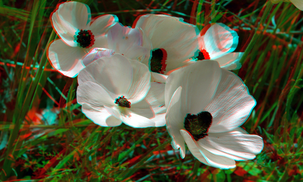 Kretischer Mohn (bei Agios Pavlos) 