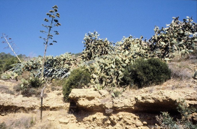 Ibiza