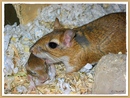 Fotos_Kleintiere und Nager