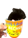 Fotos_Kleintiere und Nager