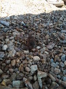 Fotos_Kleintiere und Nager