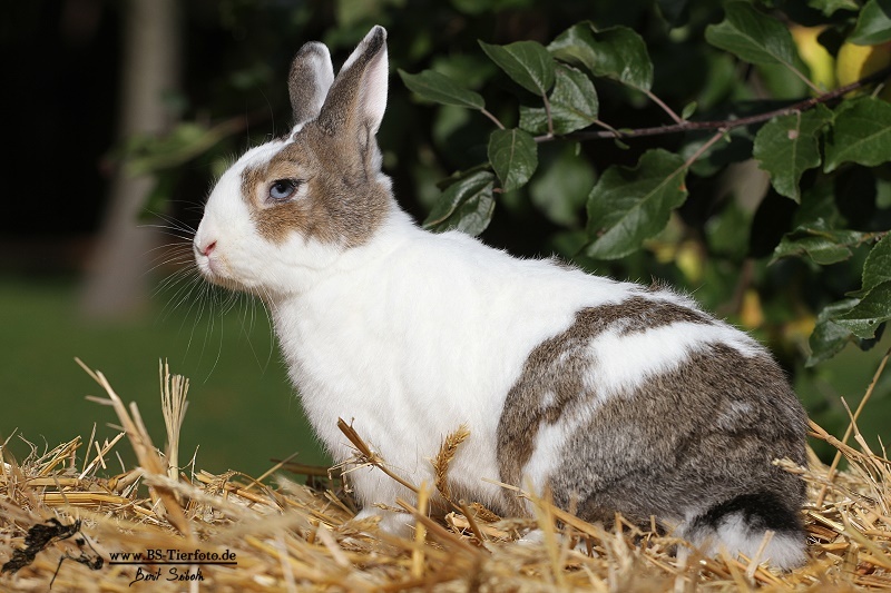 Hasi mit blauen Augen