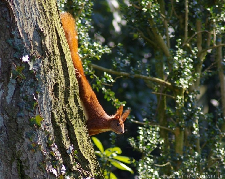 Wildlife II